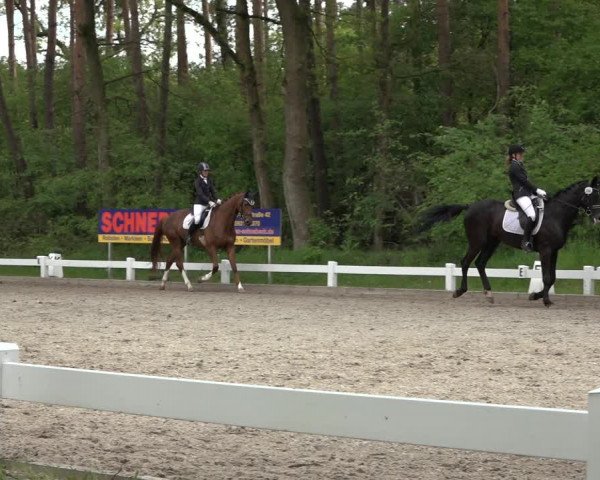 Reitturnier Meppen 2023