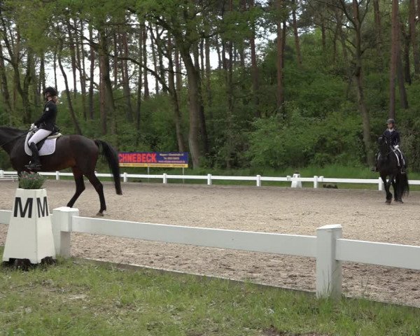 Reitturnier Meppen 2023