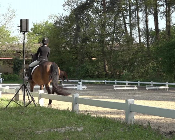 Reitturnier Meppen 2023