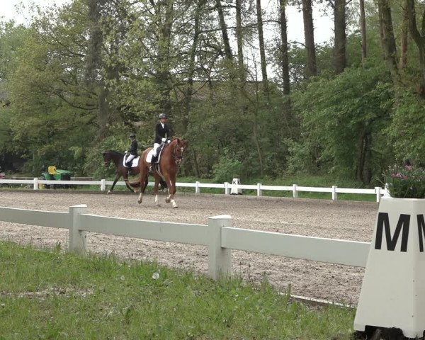 Reitturnier Meppen 2023