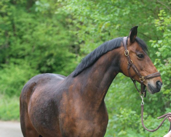 Dressurpferd Weltina (Hannoveraner, 2007, von Wanderkönig)
