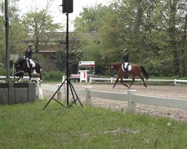 Reitturnier Meppen 2023