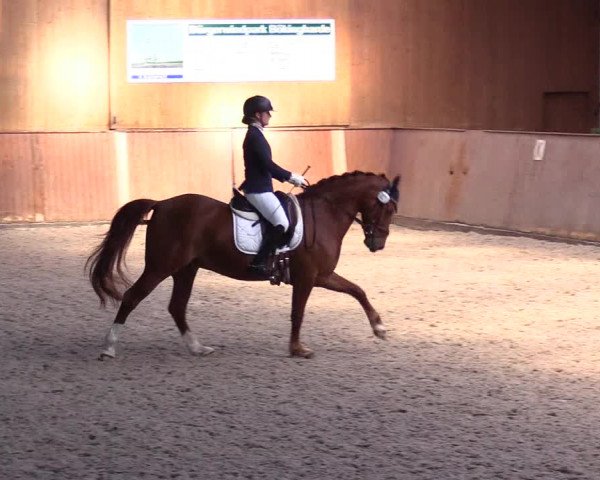 Reitturnier Risum-Lindholm 2023