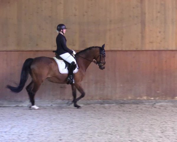Reitturnier Risum-Lindholm 2023