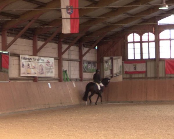 Reitturnier Elisenau 2021