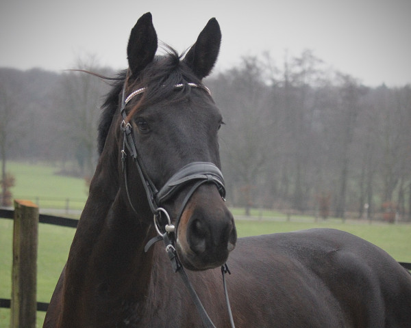 dressage horse Cas Cadeur (Trakehner, 2018, from Interconti)