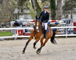 jumper Archie 44 (German Sport Horse, 2016, from Actender)