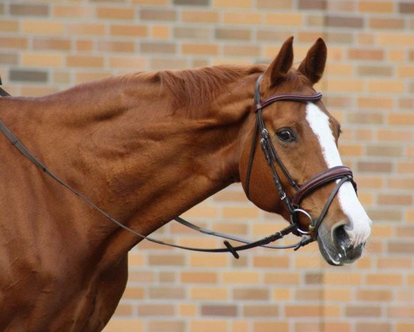 dressage horse Lolita (Hanoverian, 2005, from Londonderry)