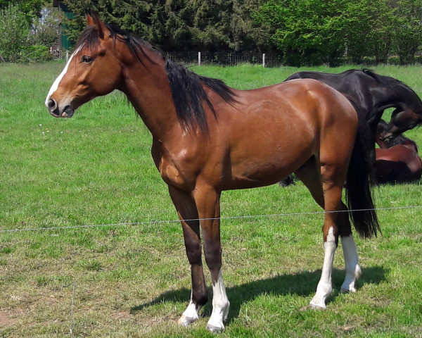 horse Casmar As (Mecklenburg, 2021, from Cashmere)