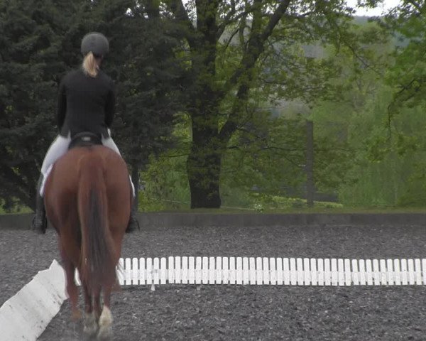 Reitturnier Röhrsdorf/ Chemnitz 2023