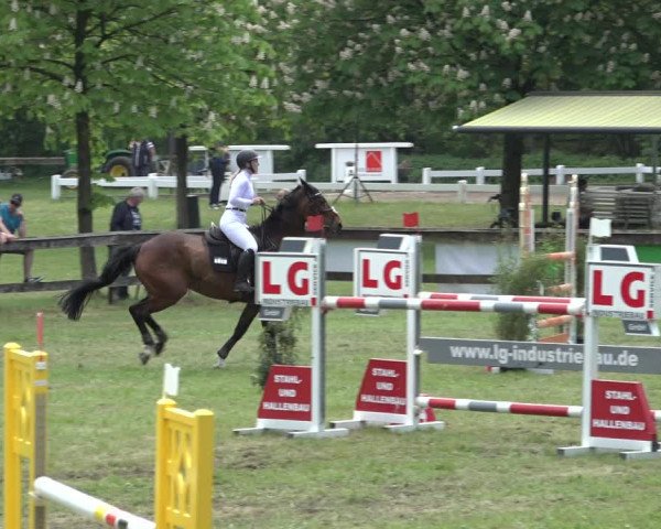 Reitturnier Meppen 2023