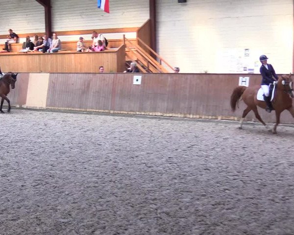 Reitturnier Risum-Lindholm 2023