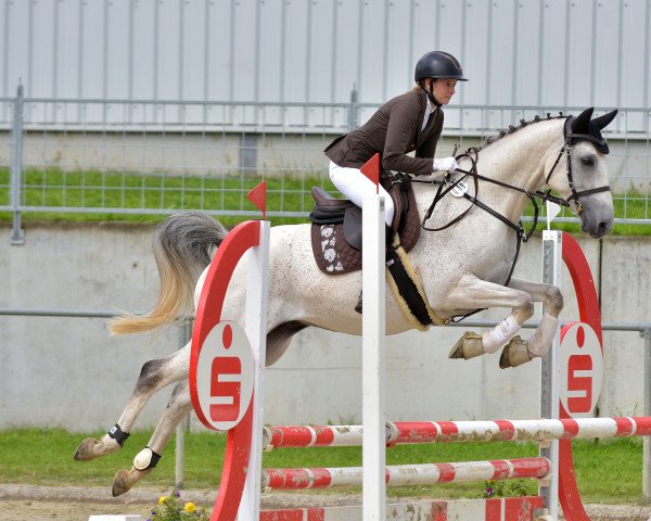 dressage horse Pirin (Shagya Arabian, 2015, from Gazal Herkules (Gazal III))