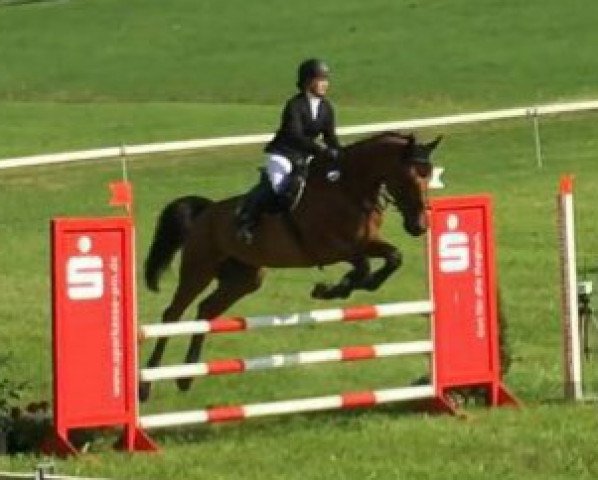 jumper Acorso 2 (Hanoverian, 2004, from Amani)