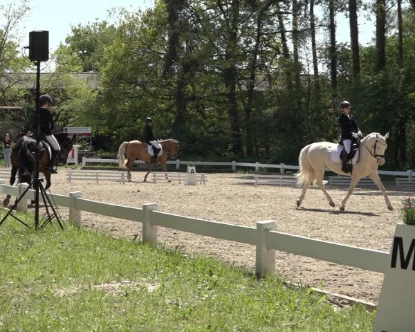 Reitturnier Meppen 2023