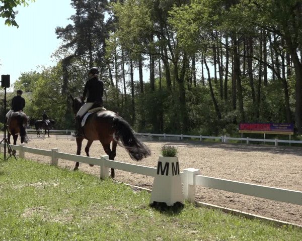 Reitturnier Meppen 2023