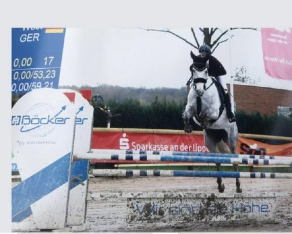 jumper Chiara 375 (Westphalian, 2016, from Congress)