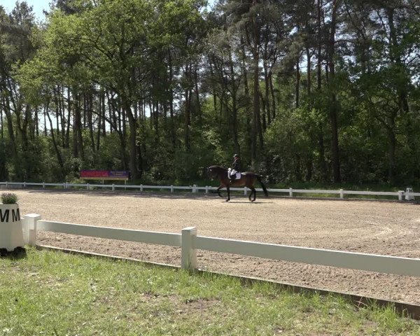 Reitturnier Meppen 2023