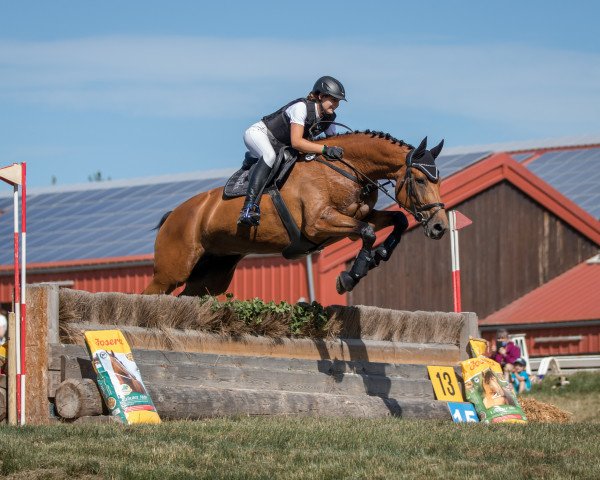Springpferd Cleo J (Westfale, 2009, von Conteur)