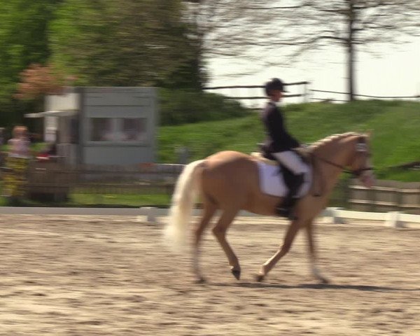 Reitturnier Schülp / Rendsburg 2023