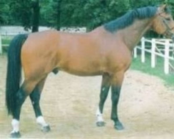 Deckhengst Grand Rivage (Selle Français, 1994, von Rivage Du Poncel) Deckhengst Grand Rivage (Selle Français, 1994, von Rivage Du Poncel)