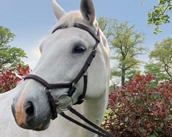 Pferd Borka (Polnisches Warmblut, 2007, von Corrado Son)