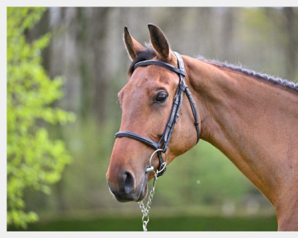Pferd Une Star du Ruisseau Z (Zangersheide Reitpferd, 2017, von Untouchable)