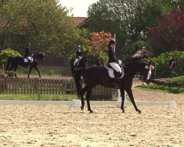 Reitturnier Schülp / Rendsburg 2023