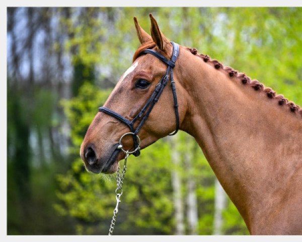 horse Ivoire de la Chaule (Selle Français, 2018, from Ogrion des Champs)