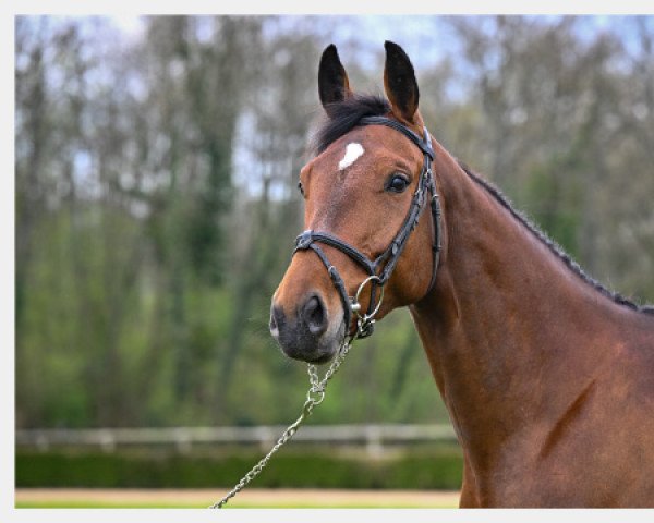 horse Sun Touch SDN (Belgian Warmblood, 2018, from Untouchable)