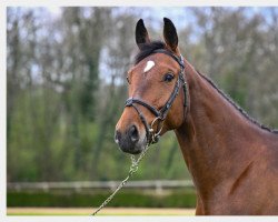 horse Sun Touch SDN (Belgian Warmblood, 2018, from Untouchable)