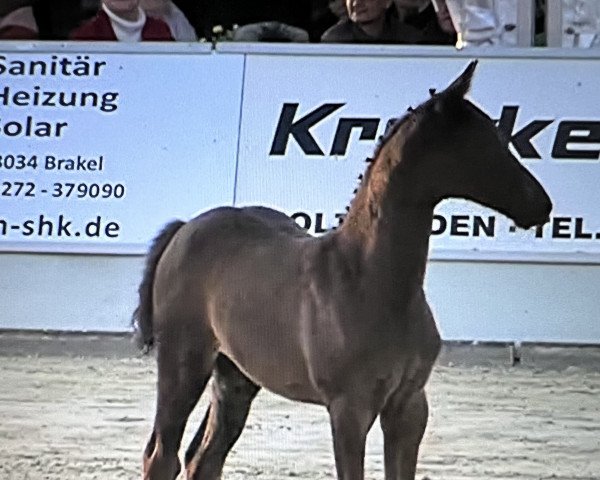 broodmare Stute von Comme il faut / Kannan (Westphalian, 2022, from Comme il Faut)