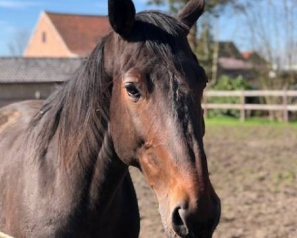broodmare Lolita van T & L (Zangersheide riding horse, 2006, from Levisto Z)