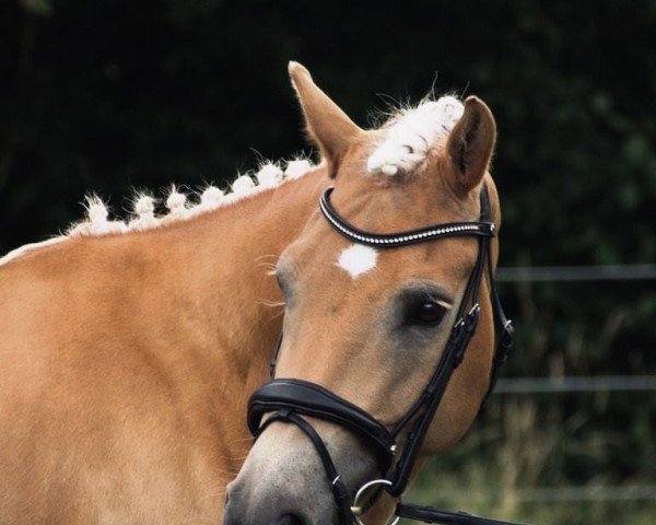 horse Honeybee 15 (Haflinger, 2010, from Starapfel) horse Honeybee 15 (Haflinger, 2010, from Starapfel)