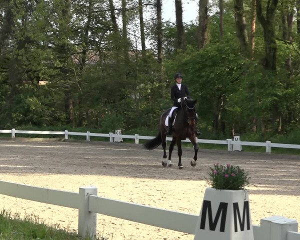 Reitturnier Meppen 2023
