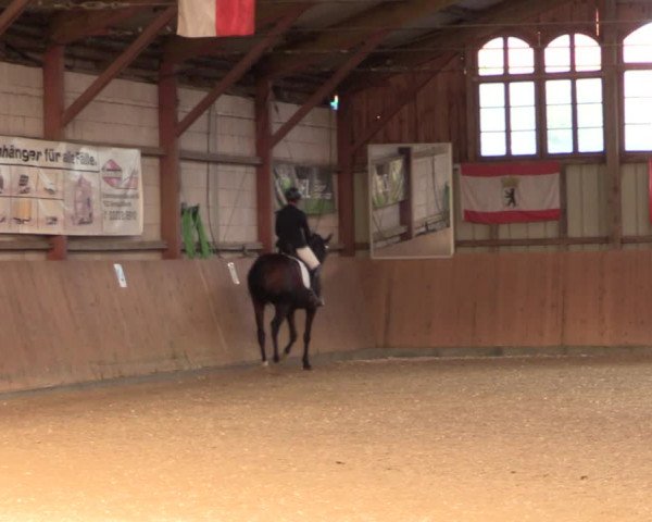 Reitturnier Elisenau 2021