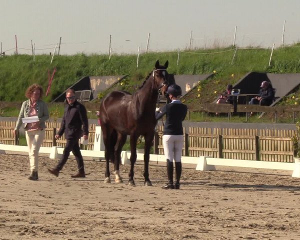 Reitturnier Schülp / Rendsburg 2023