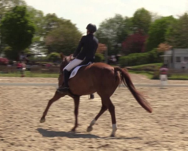 Reitturnier Schülp / Rendsburg 2023