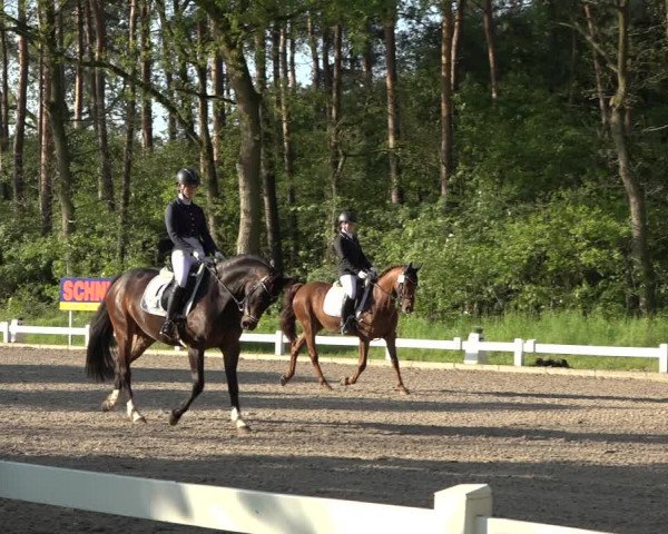 Reitturnier Meppen 2023