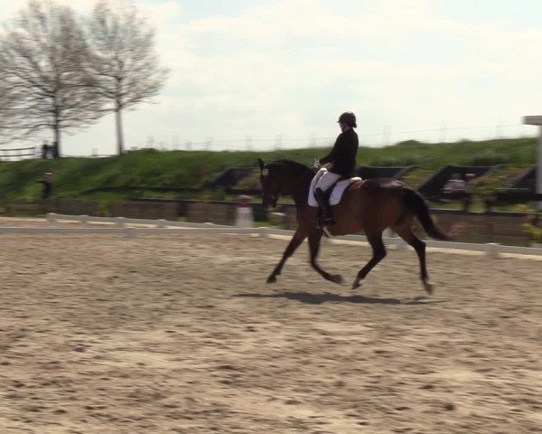 Reitturnier Schülp / Rendsburg 2023
