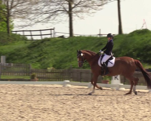 Reitturnier Schülp / Rendsburg 2023