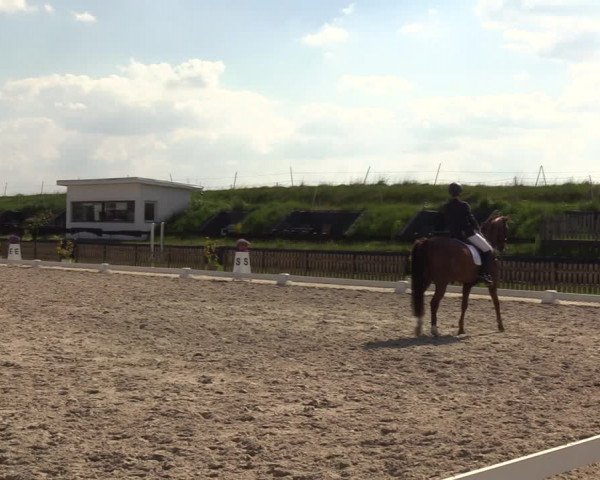 Reitturnier Schülp / Rendsburg 2023