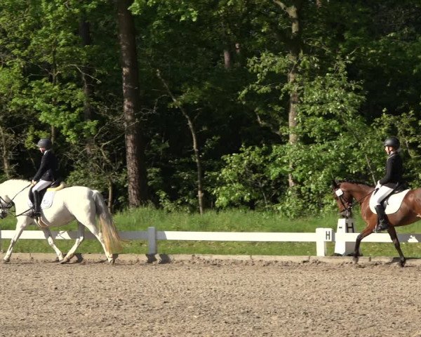 Reitturnier Meppen 2023