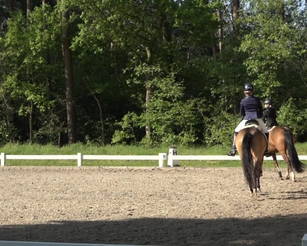Reitturnier Meppen 2023