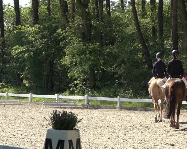 Reitturnier Meppen 2023
