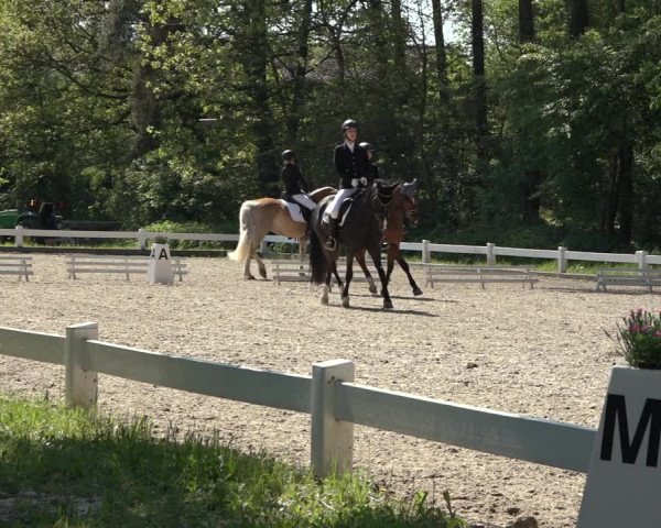 Reitturnier Meppen 2023