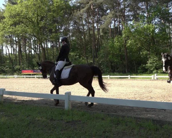 Reitturnier Meppen 2023