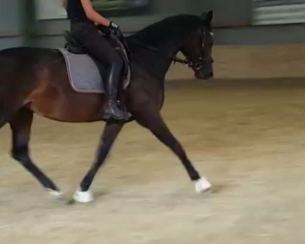 dressage horse Fürstissima (Hanoverian, 2011, from Fürstenreich)