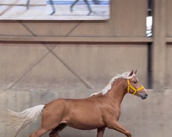 horse First Class Calypso (German Riding Pony, 2021, from First Class Corofino)