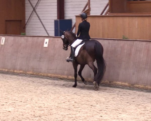 Reitturnier Risum-Lindholm 2023